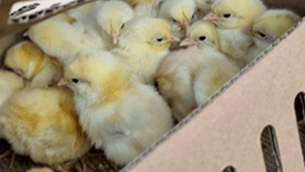 MÔ HÌNH PHÁT TRIỂN KINH TẾ TỪ GÀ MÍA